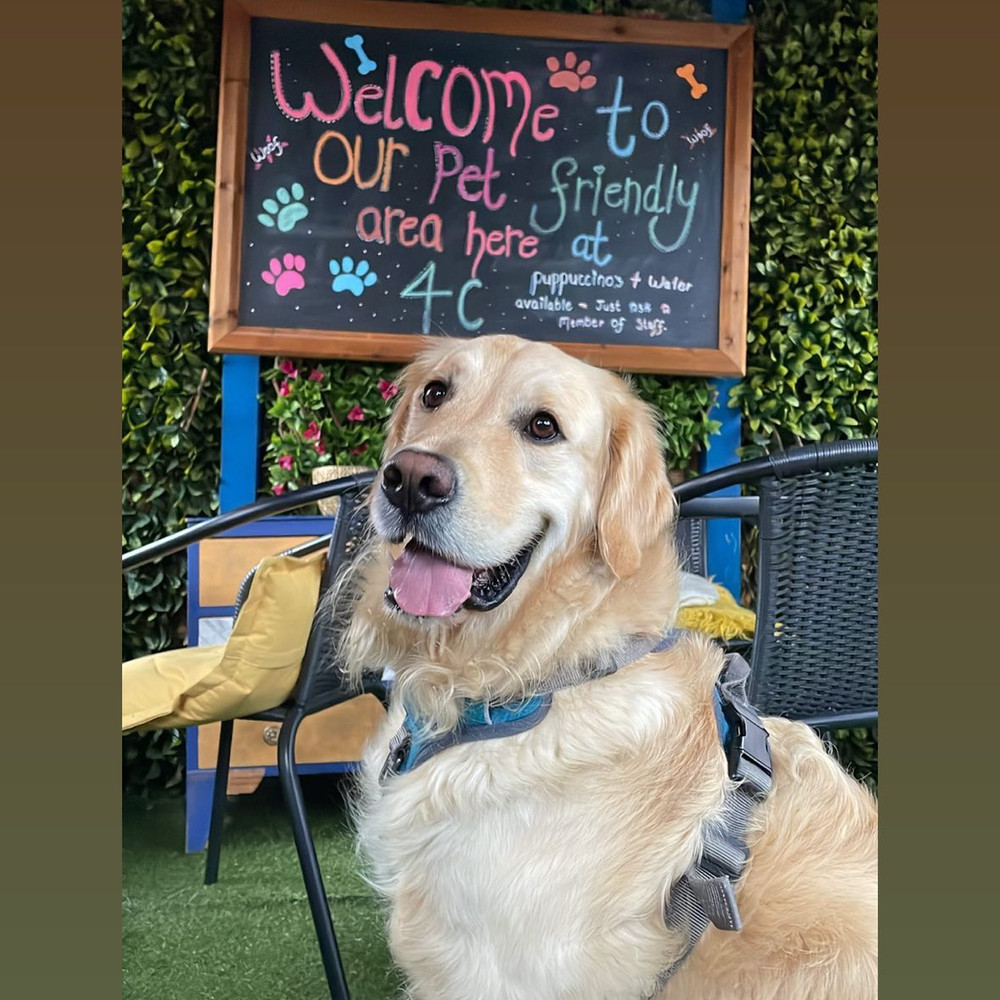 A dog in the pet-friendly yard